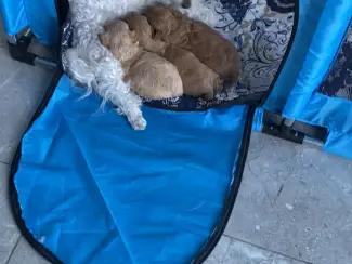 Honden en Puppy's 2lieve Maltipoo puppy’s zoeken een bijzonder volliefde mens