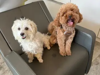 Honden en Puppy's 2lieve Maltipoo puppy’s zoeken een bijzonder volliefde mens
