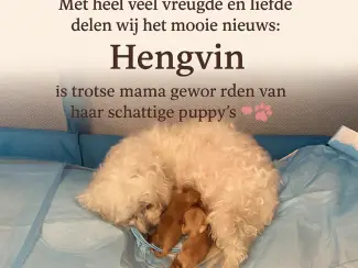 2lieve Maltipoo puppy’s zoeken een bijzonder volliefde mens