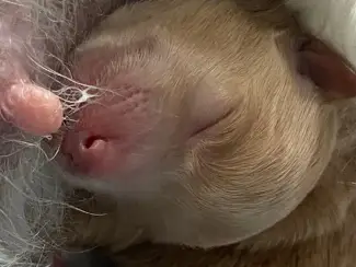 Honden en Puppy's 2lieve Maltipoo puppy’s zoeken een bijzonder volliefde mens