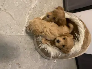 Honden en Puppy's 2lieve Maltipoo puppy’s zoeken een bijzonder volliefde mens