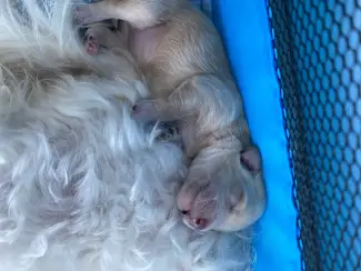 Honden en Puppy's 2lieve Maltipoo puppy’s zoeken een bijzonder volliefde mens