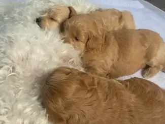 Honden en Puppy's 2lieve Maltipoo puppy’s zoeken een bijzonder volliefde mens