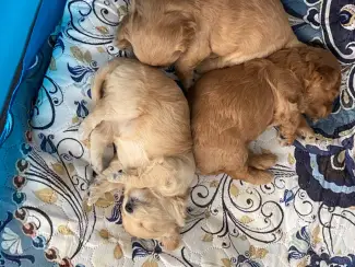 Honden en Puppy's 2lieve Maltipoo puppy’s zoeken een bijzonder volliefde mens