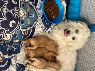 Honden en Puppy's 2lieve Maltipoo puppy’s zoeken een bijzonder volliefde mens