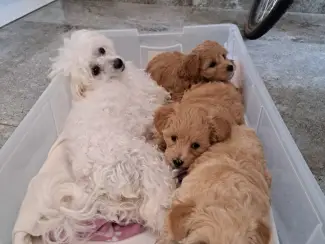 Honden en Puppy's 2lieve Maltipoo puppy’s zoeken een bijzonder volliefde mens
