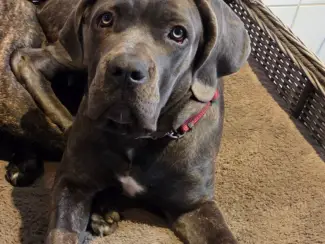 Honden en Puppy's 6 maanden oude cane corso teef met stamboom