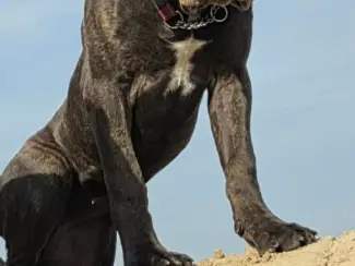 6 maanden oude cane corso teef met stamboom