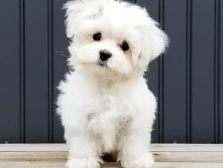 Honden en Puppy's Maltezerpuppy's