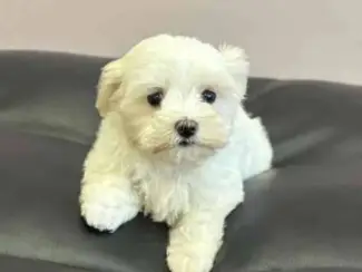 Honden en Puppy's Maltezerpuppy's