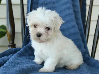 Honden en Puppy's Maltezerpuppy's