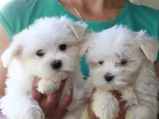 Maltezerpuppy's