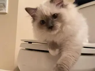 Katten Ragdoll-kittens