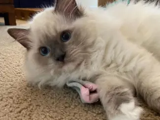 Katten Ragdoll-kittens