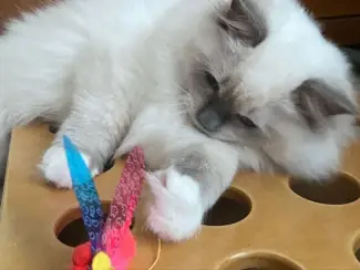 Ragdoll-kittens