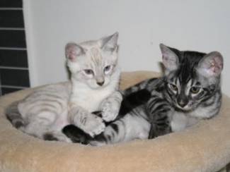 Twee Mooie Mooie Bengalen Kittens