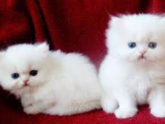 gratis mannelijke en vrouwelijke Perzische kittens voor adoptie
